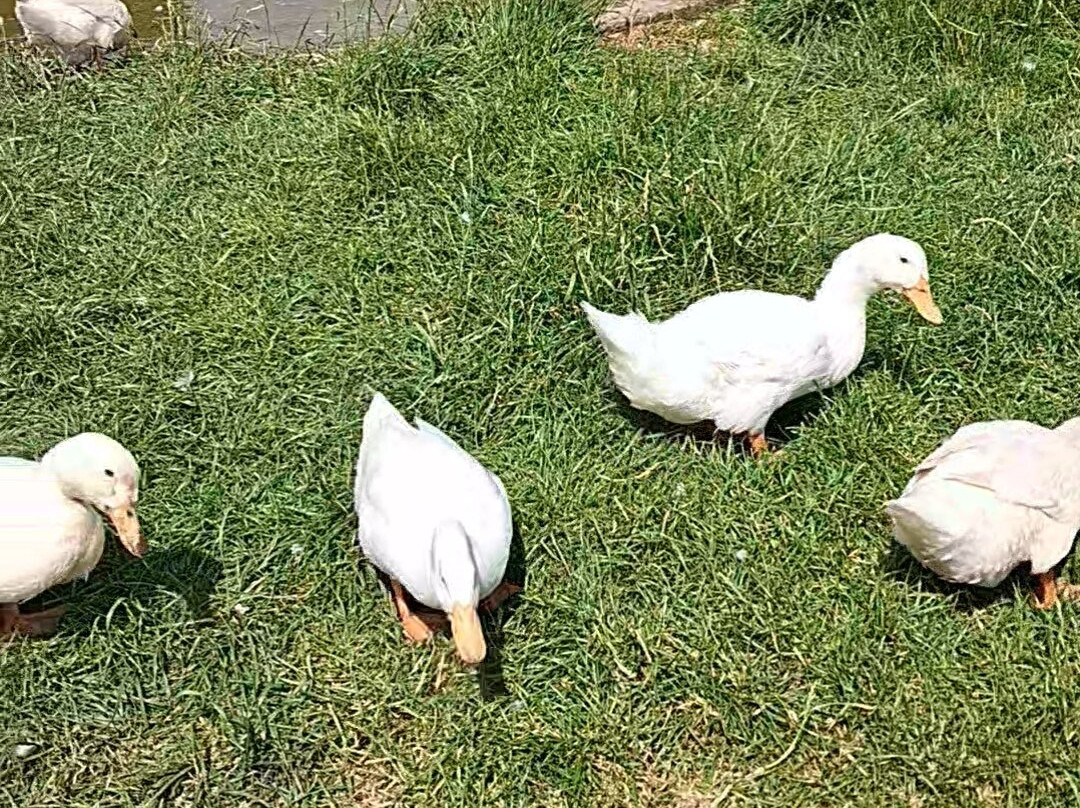 Newgrange Farm-Slane必去景点