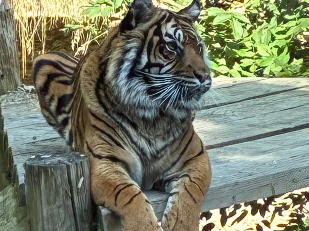 Dudley Zoo and Castle-Dudley必去景点