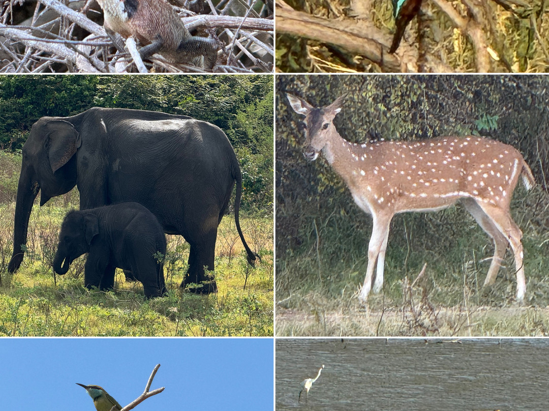 Udawalawe Lahiru Safari Guide Tours-乌达瓦拉维国家公园必去景点