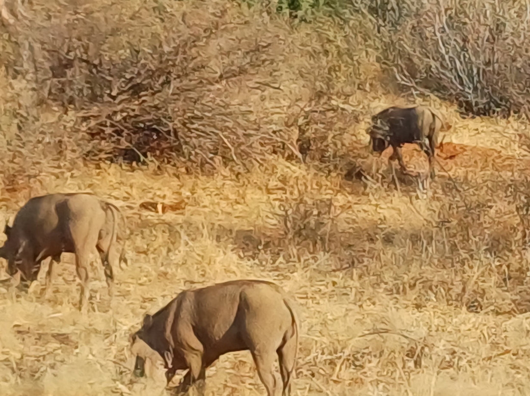 Samburu National Reserve-内罗毕必去景点