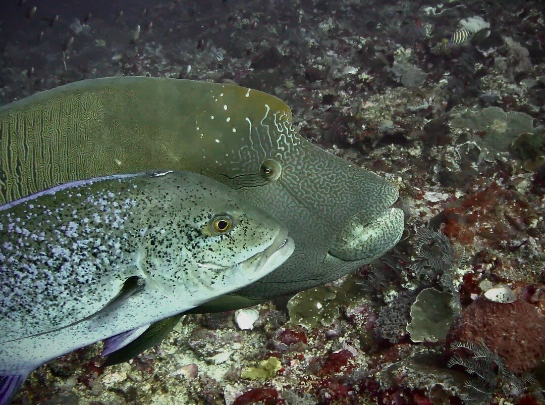 Adelaar | Raja Ampat & Komodo Liveaboard-Serangan必去景点