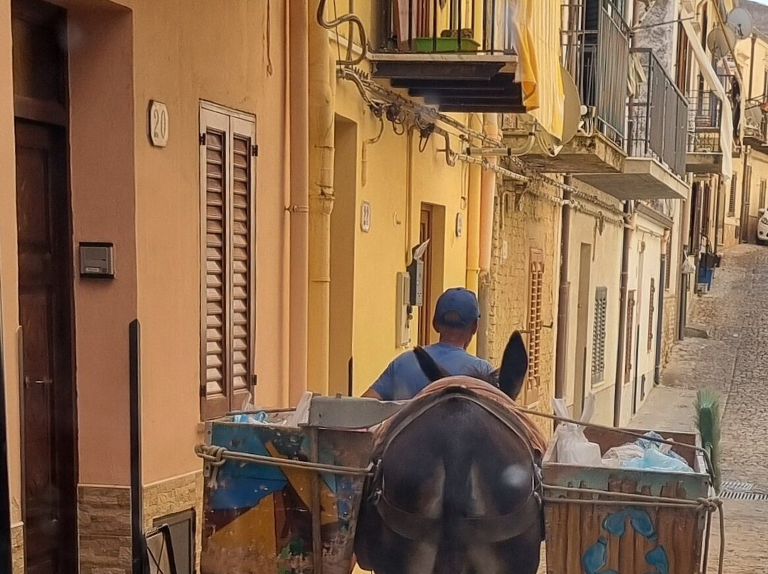 Vetriera41