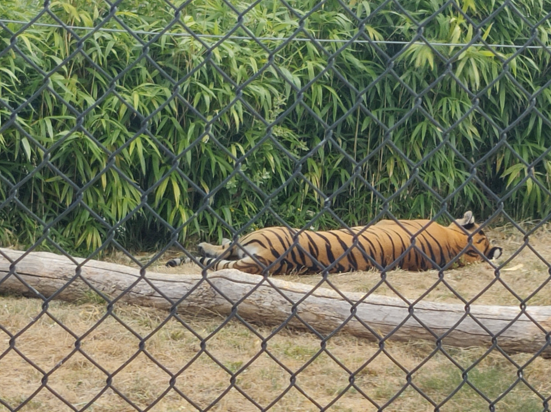 La Tanière - Zoo Refuge-Nogent-le-Phaye必去景点