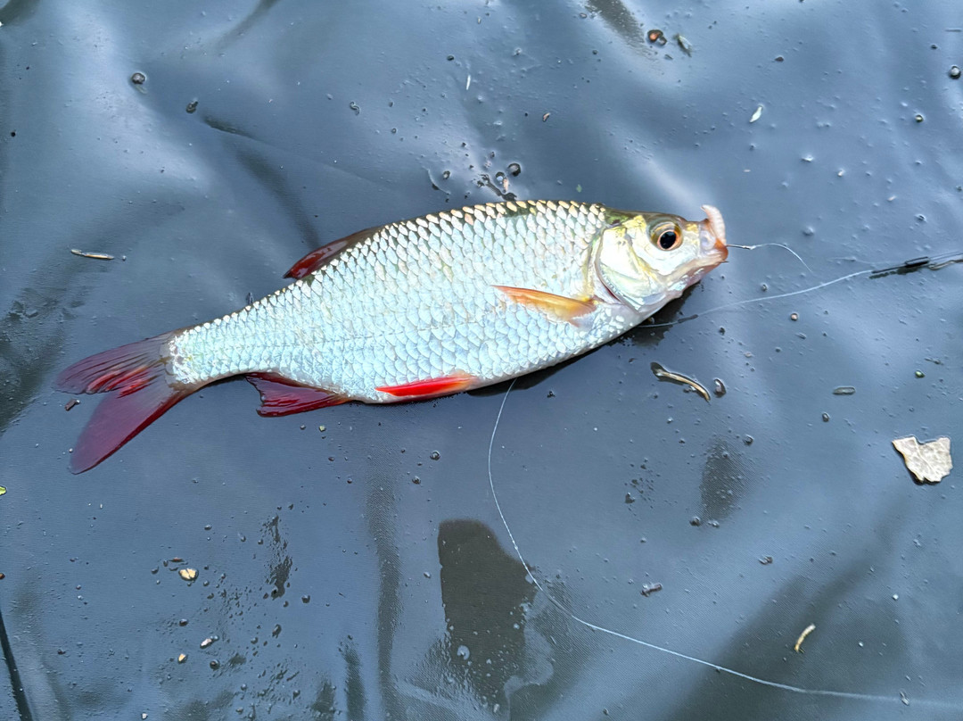 Upper Farm Fishery-Henton必去景点