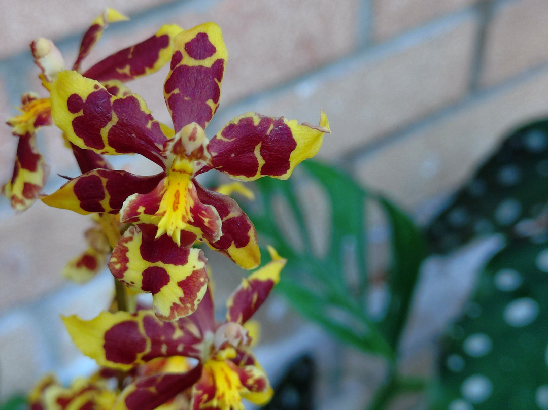 Eric Young Orchid Foundation-Trinity必去景点
