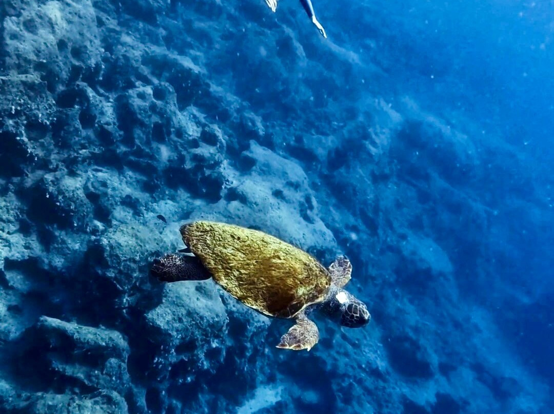 Freedive Cosmos-卡斯必去景点