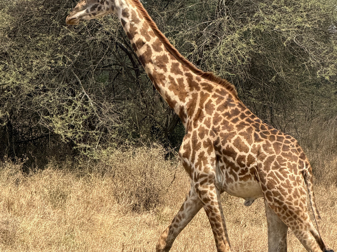 Unlimited Expeditions - The Soul Of Tanzania-阿鲁沙必去景点