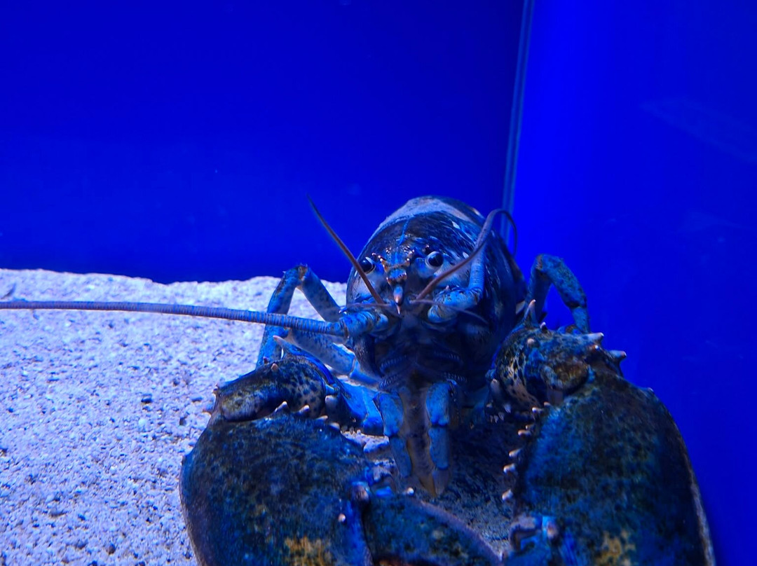 Acquario Del Salento-Santa Maria al Bagno必去景点