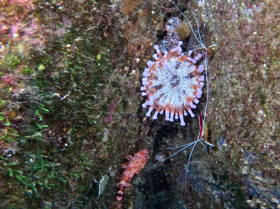 Atalaia Diving Center-Canico必去景点