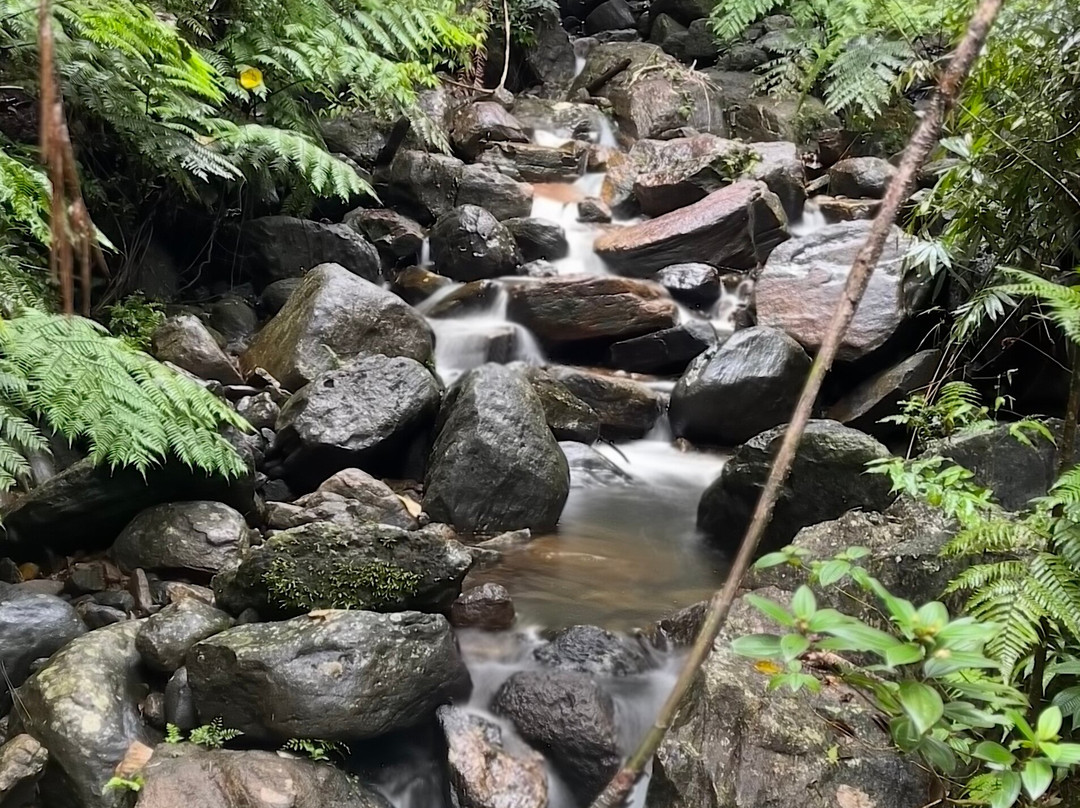辛哈拉加森林保护区-Deniyaya必去景点