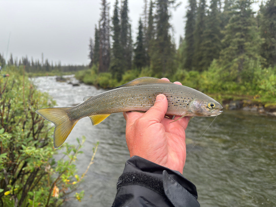 Denali Fly Fishing Guides-坎特维尔必去景点