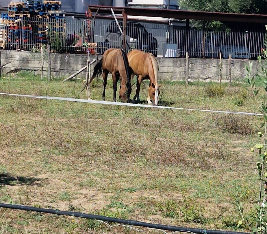 Agriturismo Tenuta Portararo主图
