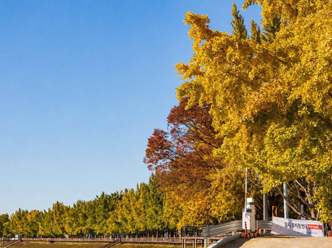 Gingko Tree Road-牙山市必去景点