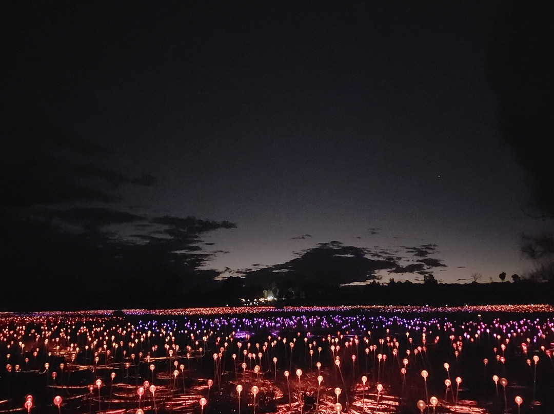 Field of Light-乌鲁鲁-卡塔丘塔国家公园必去景点