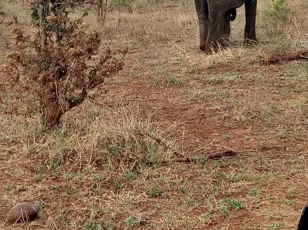 Kruger National Park-尼斯普鲁特必去景点