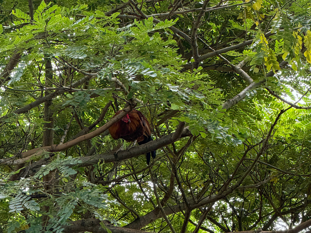 Leilani Farm Sanctuary-海库必去景点
