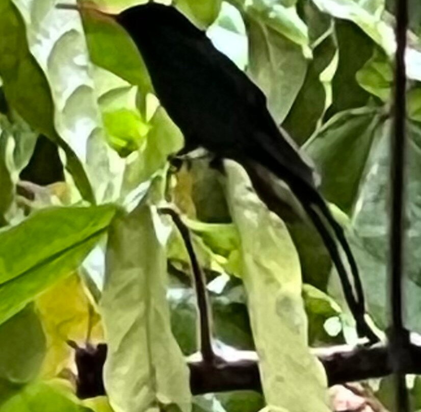 Sun Valley Plantation Hummingbird Garden-奥乔里奥斯必去景点