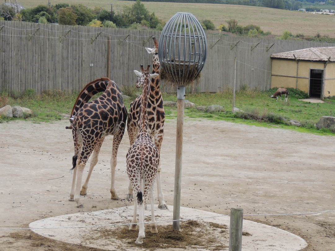 Wingham Wildlife Park-Wingham必去景点