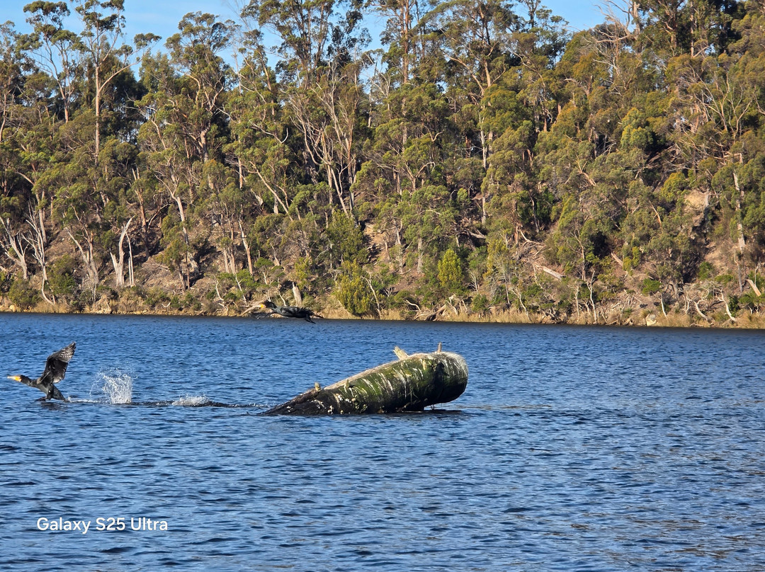 Leven River Cruises-Ulverstone必去景点