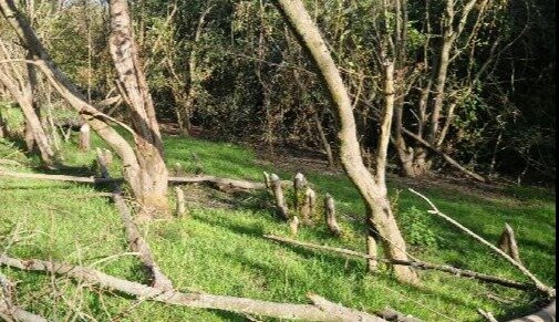 Knepp Wildland Safaris-霍舍姆必去景点