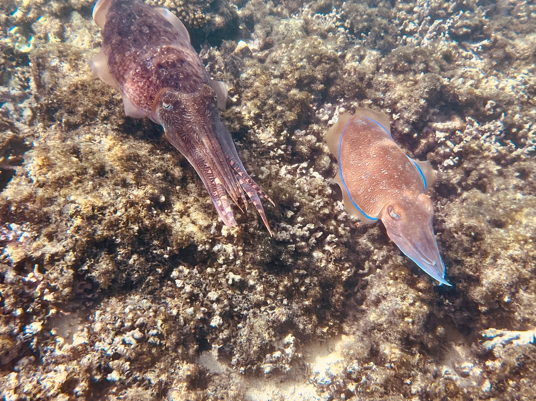 Extra Divers Sifah-As Sifah必去景点