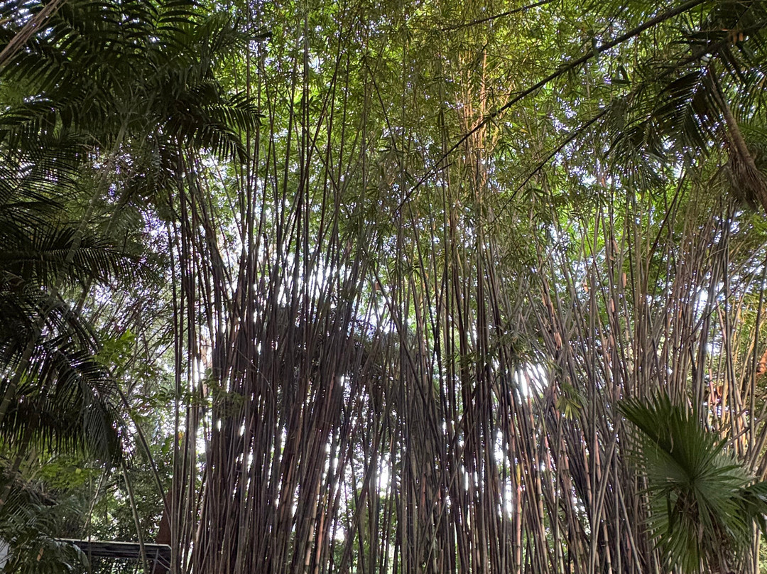Softouch Ayurveda Village Kerala主图