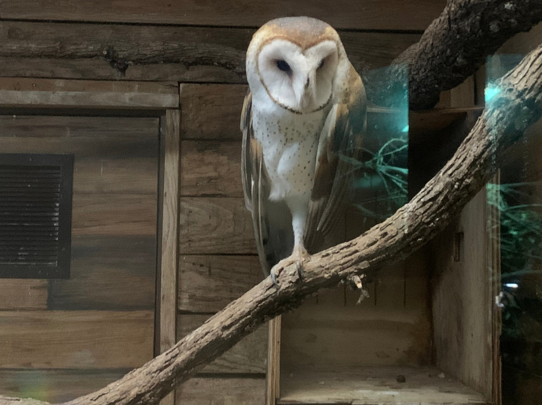 Oklahoma City Zoo and Botanical Garden-俄克拉何马城必去景点