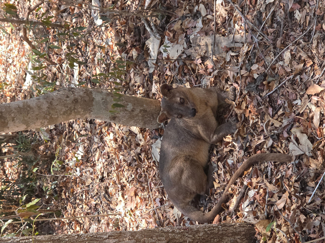 Kirindy Forest Morondava Madagascar-Morondava必去景点