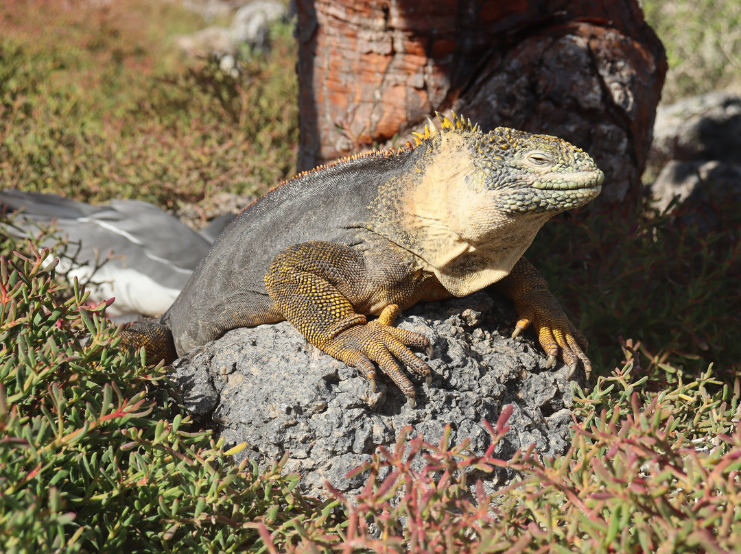 Cruise In Galapagos-阿约拉港必去景点