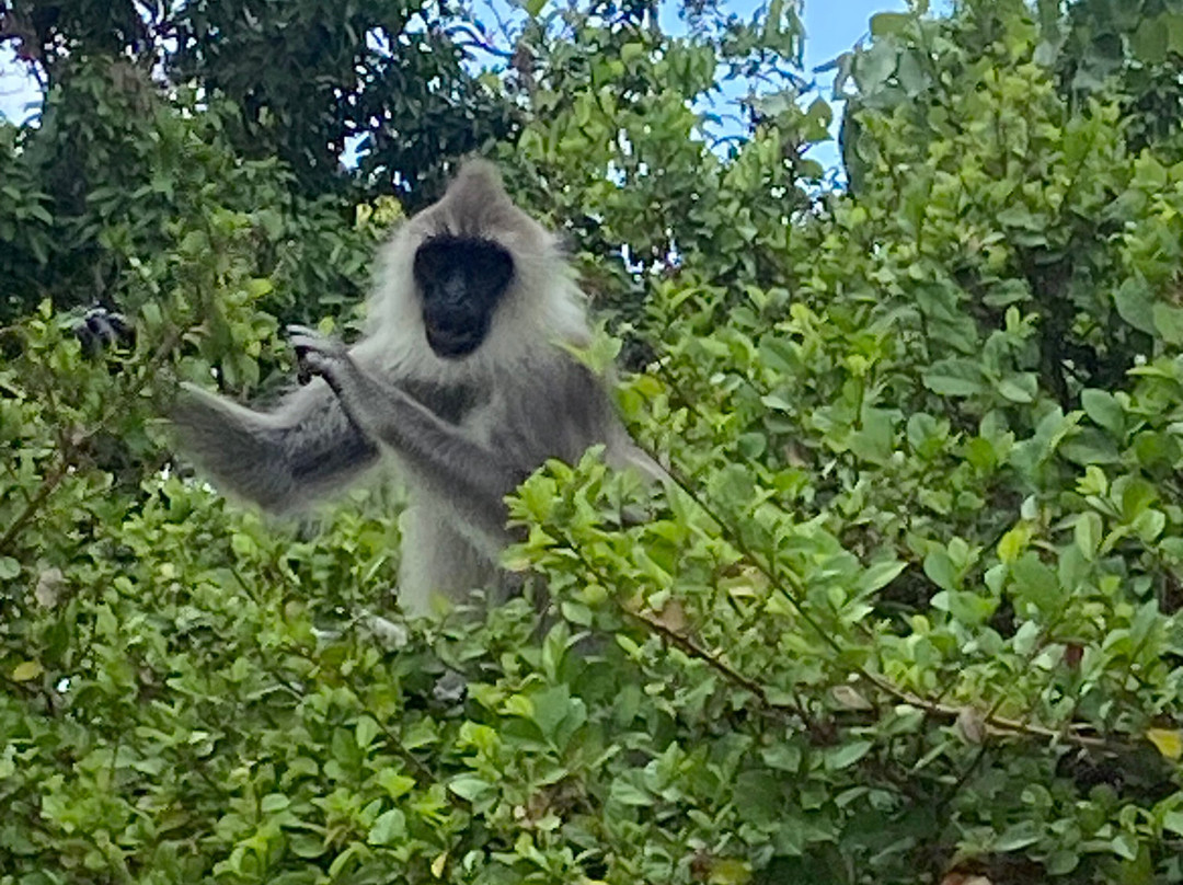 Indika Travel and Tourism Sri Lanka-Kadawata必去景点