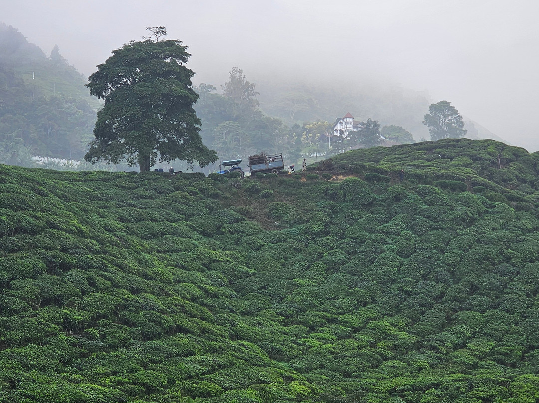 Boh's Tea Centre-金马仑高原必去景点