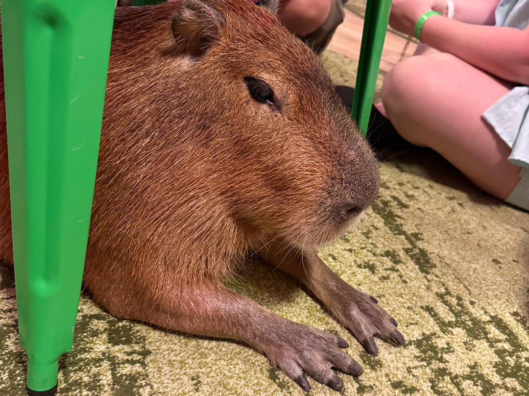 Wild Encounters - A Capybara Cafe-巴拿马城海滩必去景点