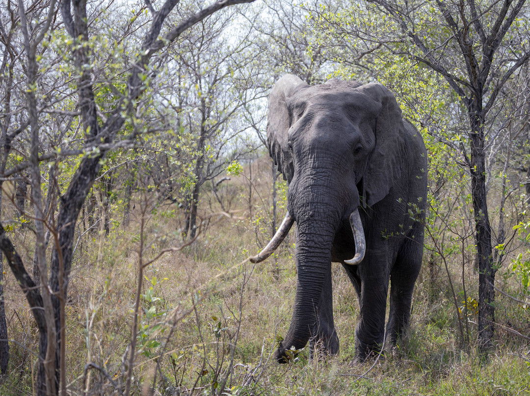 Moriti Private Safaris-克鲁格国家公园必去景点