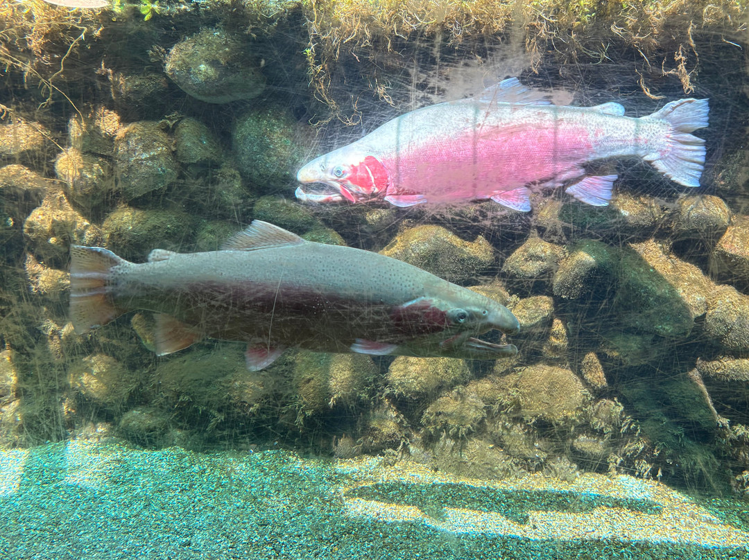 Trout Observatory-蒂阿瑙必去景点