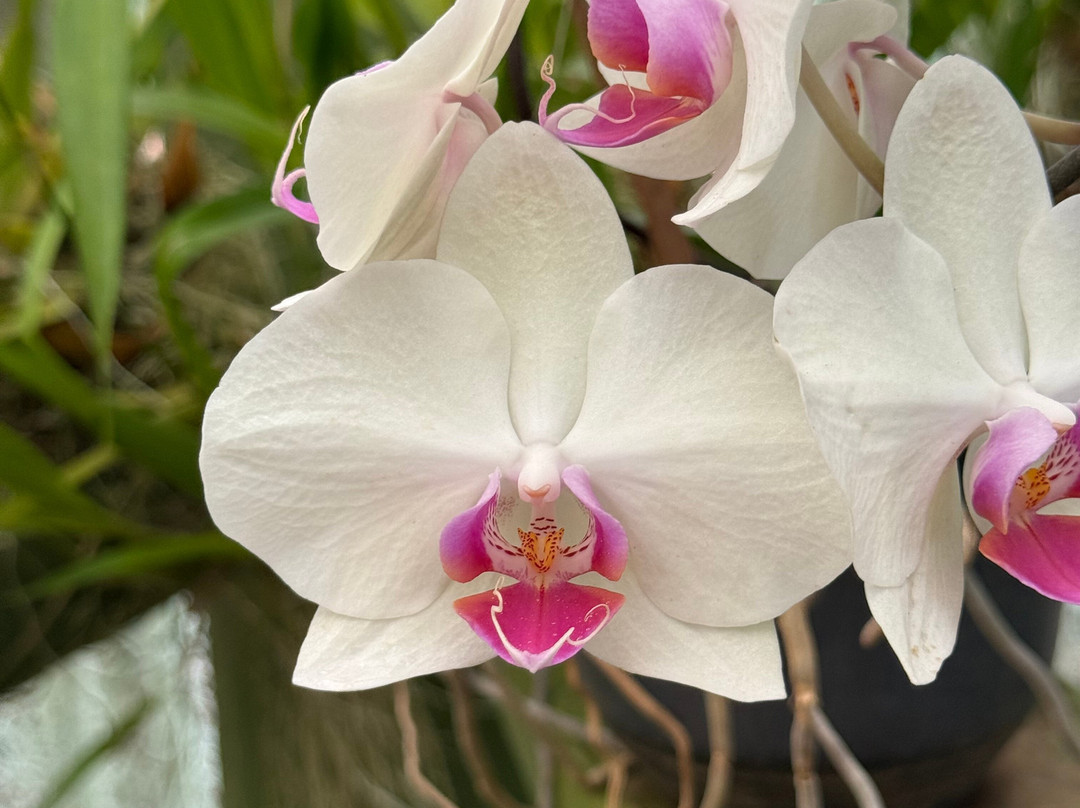 Royal Botanic Gardens Peradeniya-康提必去景点
