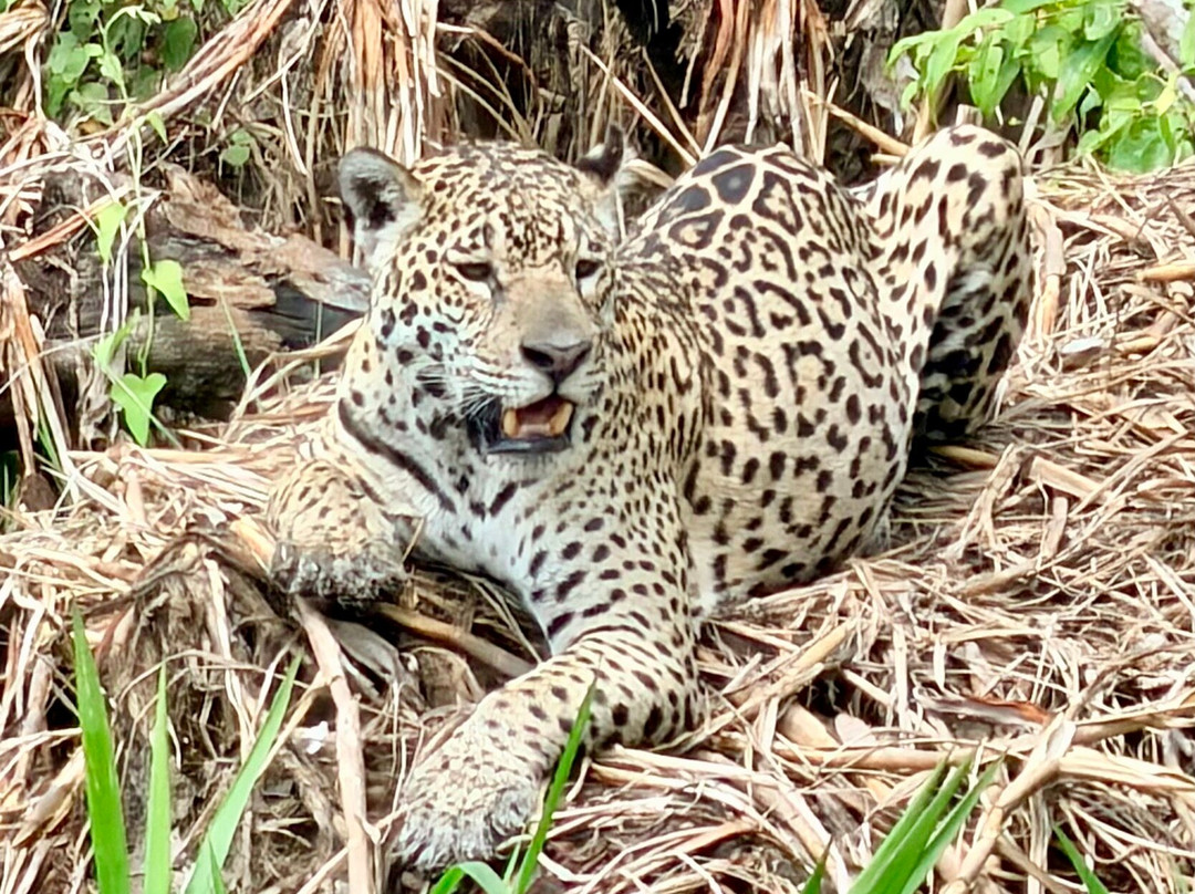 Pantanal Jaguar Safaris-Chapada dos Guimaraes必去景点
