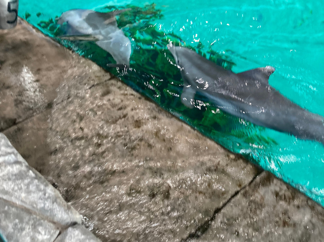 SeaWorld Yas Island Abu Dhabi-阿布扎比必去景点