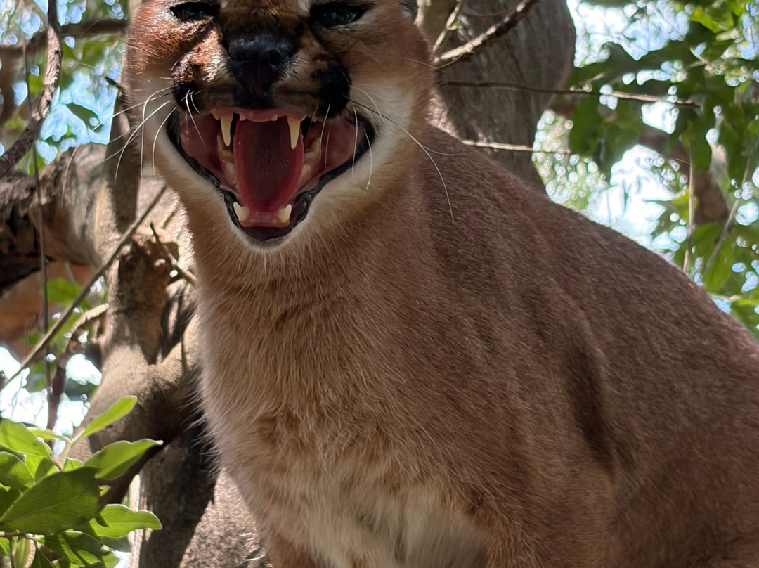 Zululand Cat Conservation Project-Hluhluwe Game Reserve必去景点