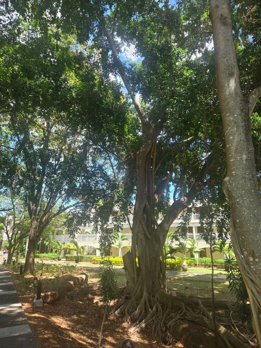 玛丽蒂姆毛里求斯水疗度假酒店-旅行者