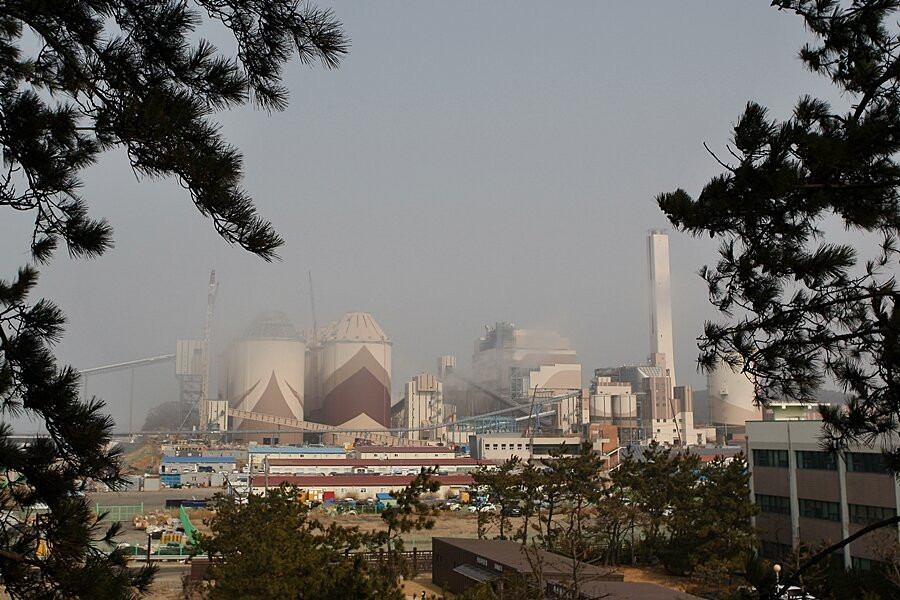 Seocheon Maryang-ri Camellia Forest景点图片