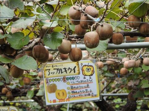 Kiwi Fruits Country Japan景点图片