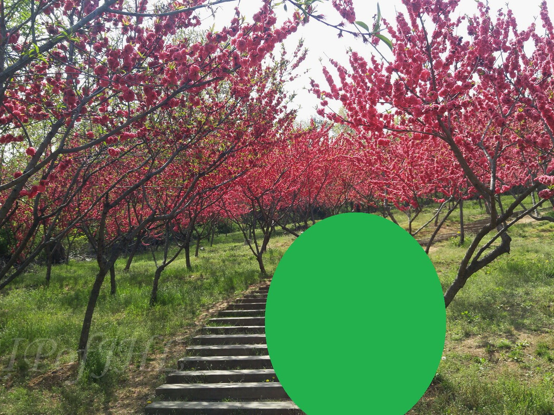 Seongsusan Park-富川市必去景点