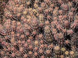 Montagu Nature Garden-蒙提古必去景点