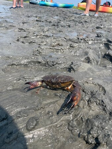 J & L Kayak Tours-美特尔海滩必去景点