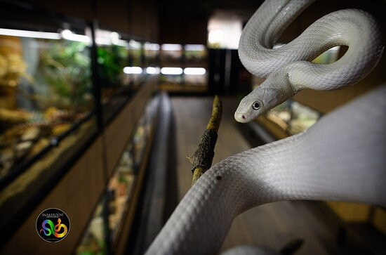 Snakeroom Serpentarium景点图片