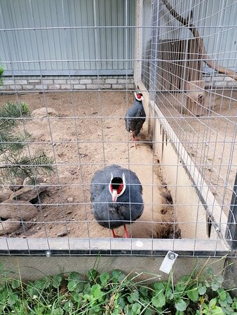 Eco Park Zoograd景点图片