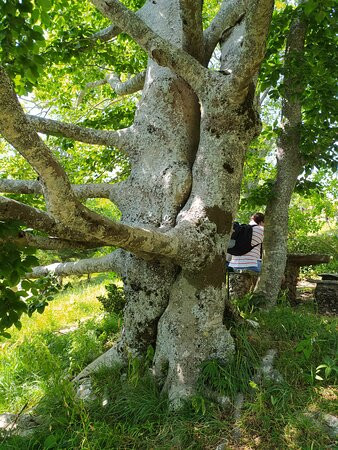 Giardino Botanico Maria Ansaldi Pania di Corfino景点图片