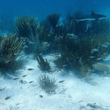 Flamingo Diving Bonaire-Belnem必去景点