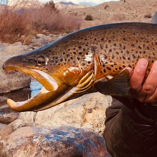 Fly Fish Estes Park-埃斯蒂斯公园必去景点