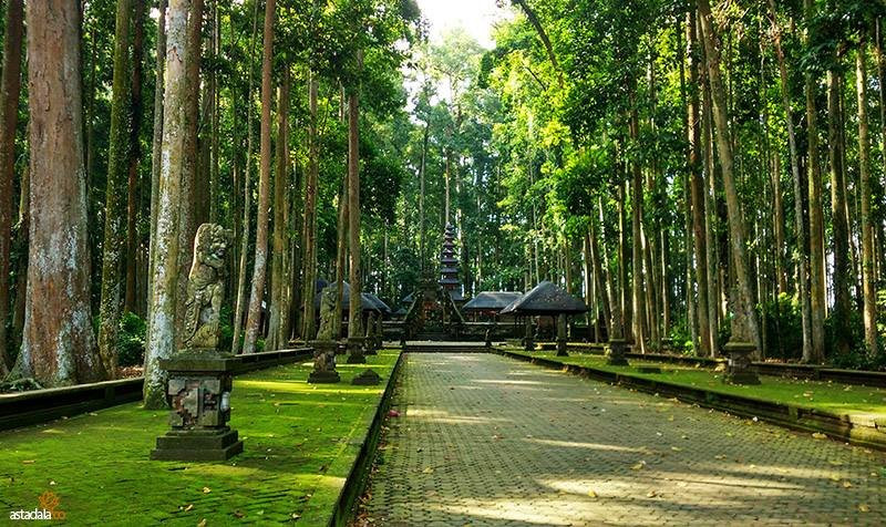 Sangeh Monkey Forest-Sangeh必去景点